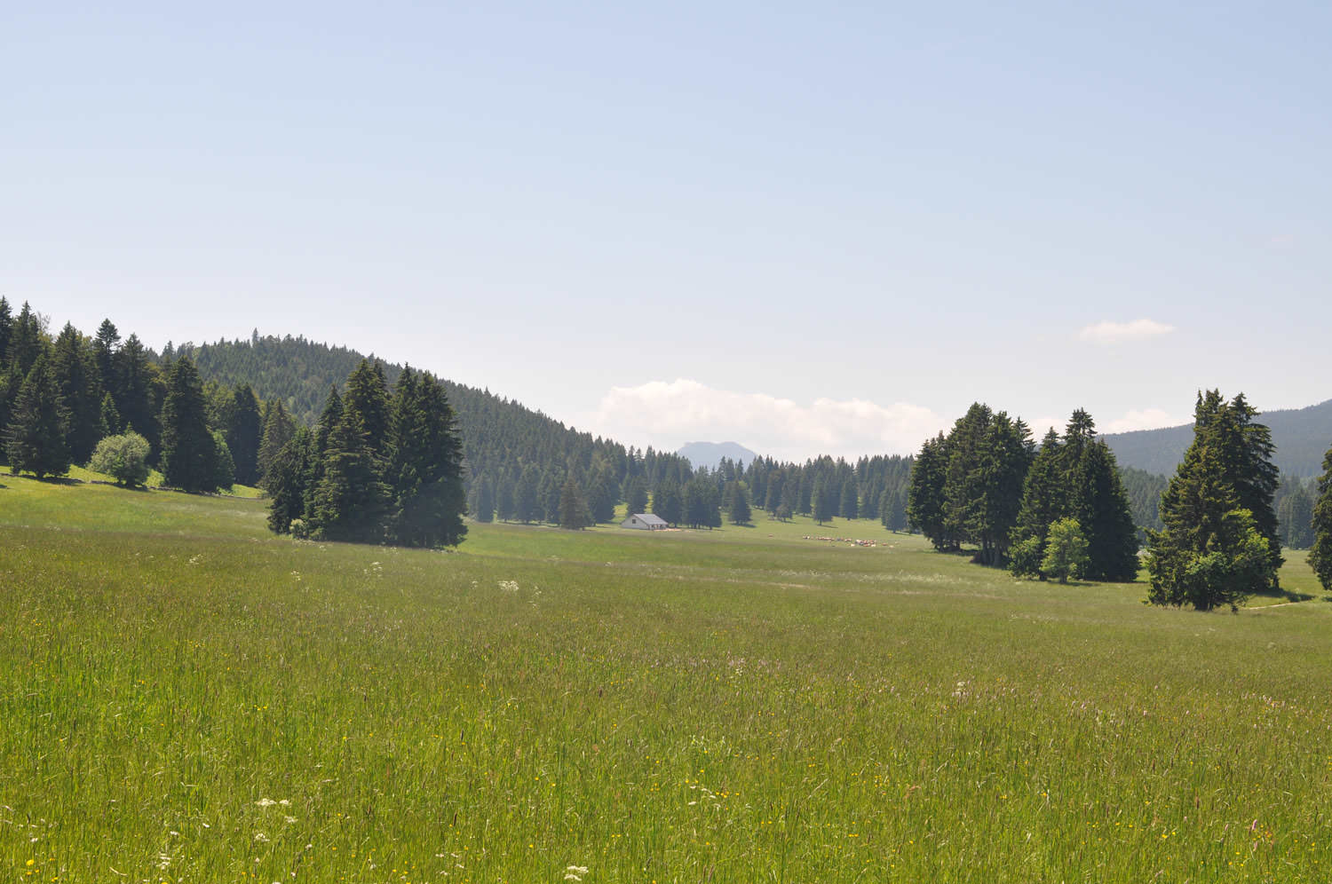 Paysage typique de la campagne de Suisse romande, prés et sapins verts, Vallée de Joux